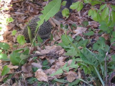 Hedgehogs