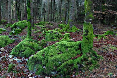 Blanket of Green_DSC_5581.jpg