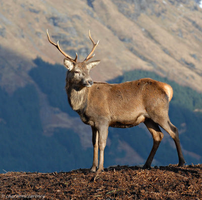 Young Stag_DSC_5798.jpg