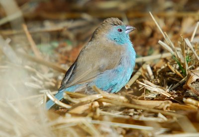 Blue Waxbill