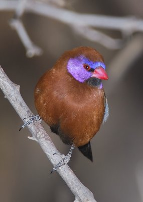 Violet eared Waxbill.