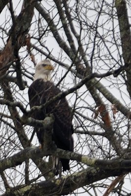 Mature Bald Eagle Watching the Lackawaxen River