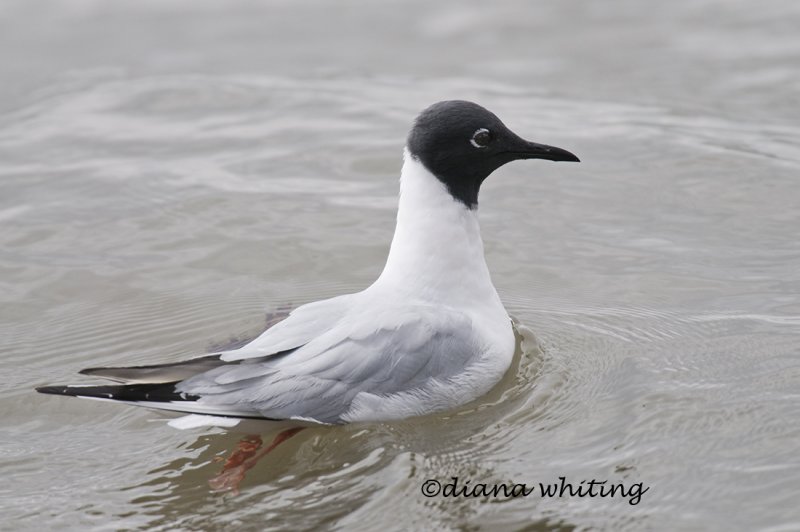 Bonapartes Gull  _DEW4536 breeding plumage