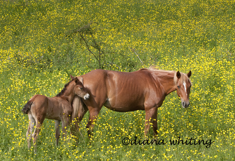 Colt with Mom_DEW8997