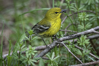 Pine Warbler 3