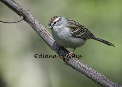 Chipping Sparrow copy.jpg