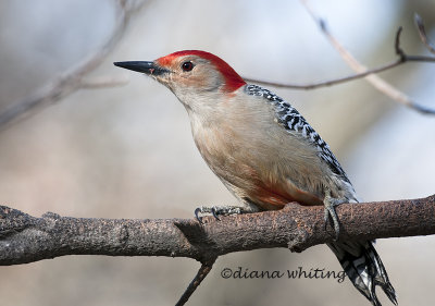 Red-bellied Woodpecker  Male Breeding Plumage