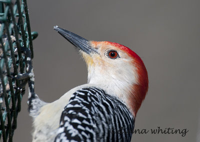Red-bellied woodpecker 3