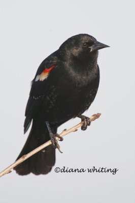 Red-winged Blackbird_DEW7826