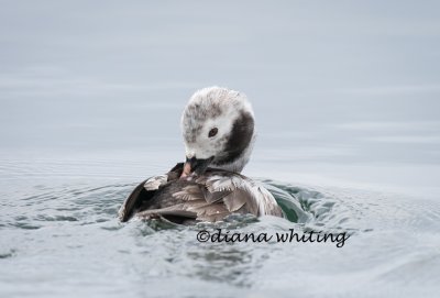 Long-tailed Duck_DEW0683