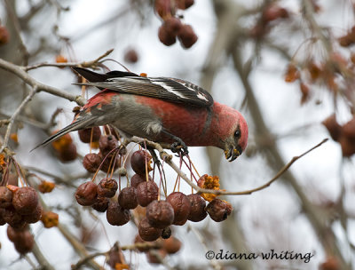  Male Pine Grosbeak 8