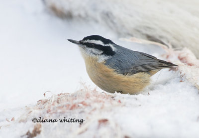 Red- breasted Nuthatch on Deer Carcass