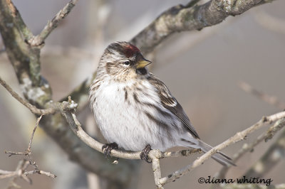 Common Redpoll