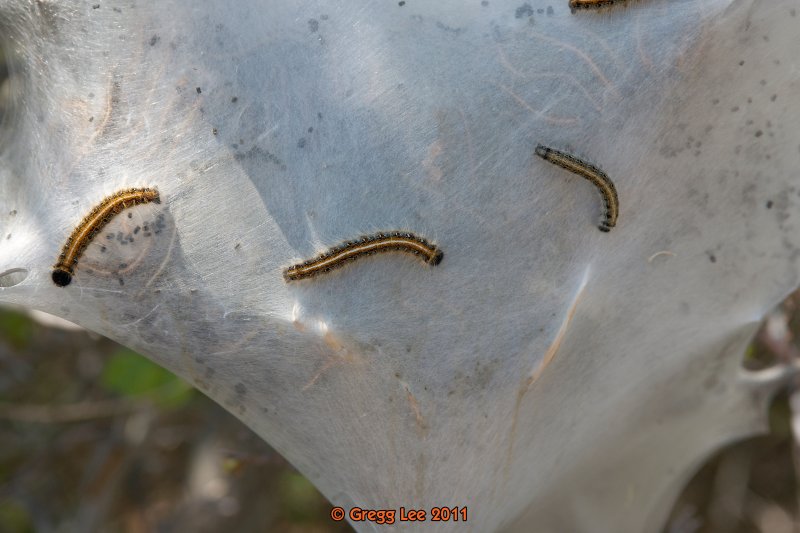 Malacosoma americanum - Eastern Tent Caterpillar Moth
