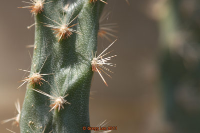 bizarre Opuntia or Cylindropuntia