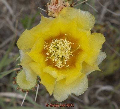 Opuntia humifusa yellow flower with red center
