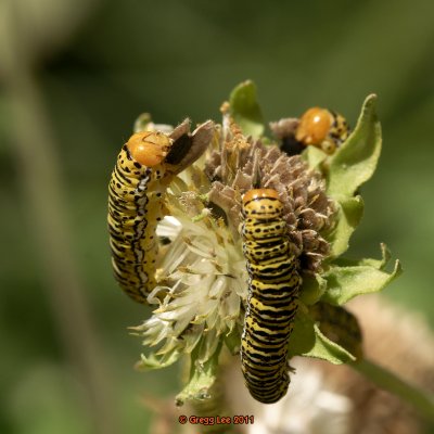 Basilodes chrysopis  caterpillar