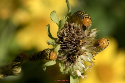 Basilodes chrysopis  caterpillar