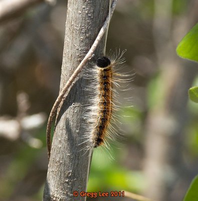 Malacosoma americanum - Eastern Tent Caterpillar Moth