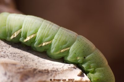 moth caterpillars