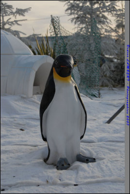 Pingouin Berck07_005.JPG