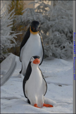 Pingouin Berck07_006.JPG