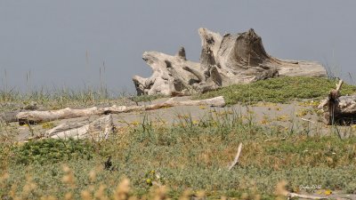 Jode2583_016recnivph.jpg