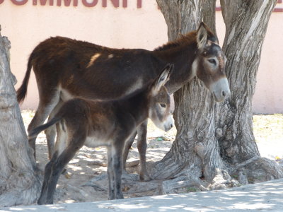 A jenny and her foal