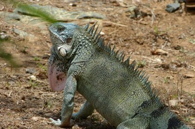 While everyone else climbed down into the Shete Boka Caves, I took pictures of the local wildlife