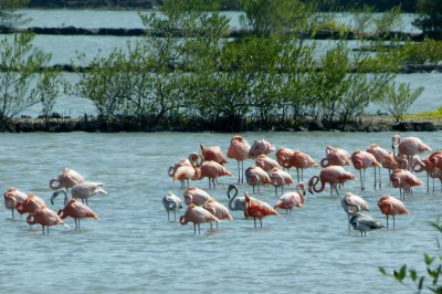 Flamingos