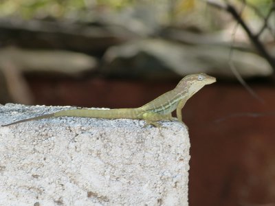 Another lizzard, not as colourful though at the blue one