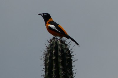 This beautil bird is called the Troepiaal