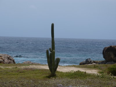 A scenic cactus along the water