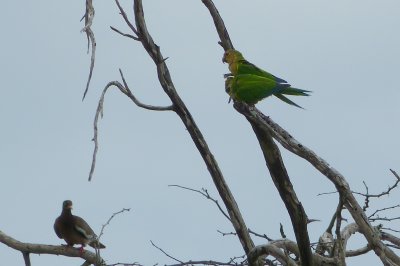 Brown-throated, or Caribbean parakeets (I believe)