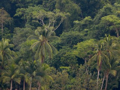 This is how I've always pictured Costa Rica to be - very lush