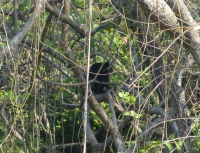 A cappuccino white faced monkey high up in the trees alongside the road