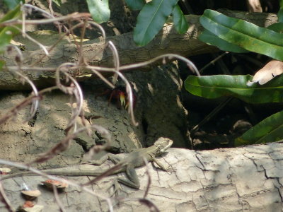 Female iguana on the Tarcoles River