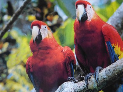 This is what the macaws should have looked like!  (this is a picture of a postcard)