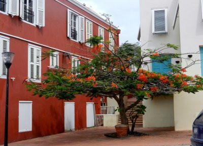 Flame tree on the Punda side