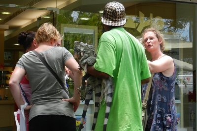 This guy is holding 3 iguanas! Poor little guys...