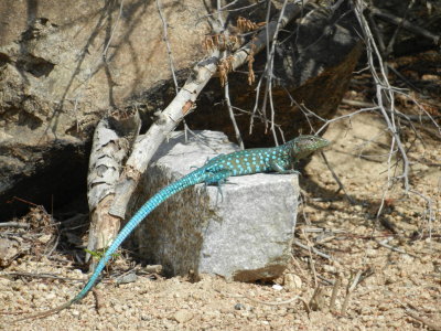 Arubian blue (whiptail) lizzard - Kododo Blauw