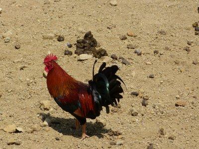 A very colourful rooster - see, there is lots of wildife on Aruba!