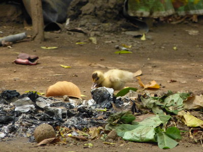 Note to self - bring chicken feed along next time too