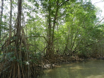 Mangrove swamp trees