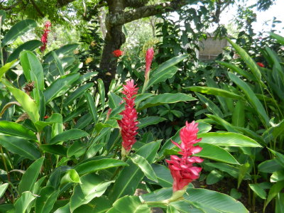 Red ginger flowers
