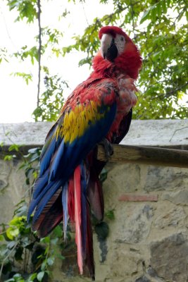 One of the macaws that live in the Santa Domingo courtyard