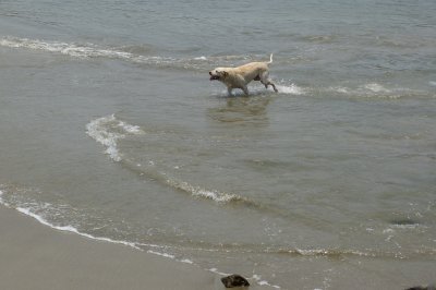 A local dog plays in the surf