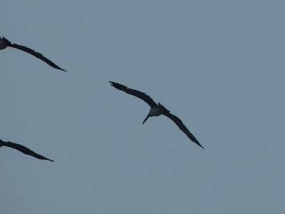 Birds in flight