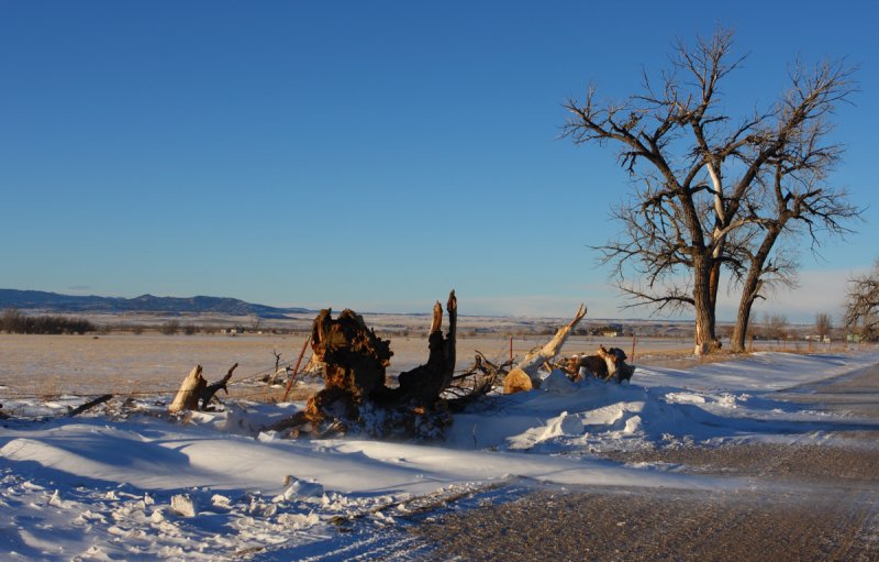 Dying cottonwoods of Wyoming 3 .JPG