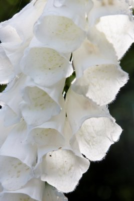 Pretty in white.JPG